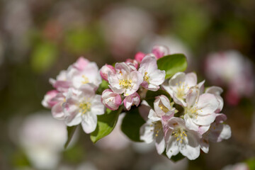 Horticulture of Gran Canaria -  blossoming apple tree branches natural macro floral background

