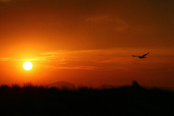 Seagull flying in silhouette by sunset.