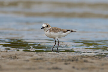Nature wildlife image of Sand plover water bird on beach