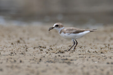 Nature wildlife image of Sand plover water bird on beach
