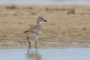Nature wildlife image of Grey Plover water bird on beach