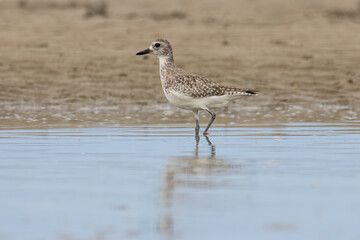 Nature wildlife image of Grey Plover water bird on beach