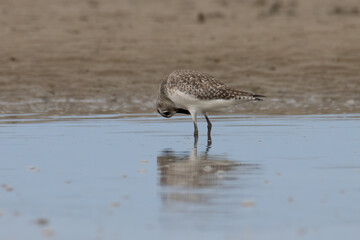 Nature wildlife image of Grey Plover water bird on beach