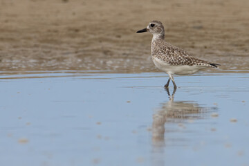 Nature wildlife image of Grey Plover water bird on beach