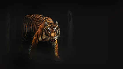 Deurstickers tiger wildlife in the dark room © Yanukit