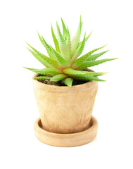 Small Natural green succulent or cactus (Haworthia attenuata) plant in brown pot isolated on a white background by a front view, Suitable as a design object