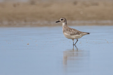 Nature wildlife image of Grey Plover water bird on beach