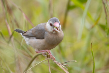 Nature Wildlife image of beautiful bird Java sparrow (Lonchura oryzivora) with green background