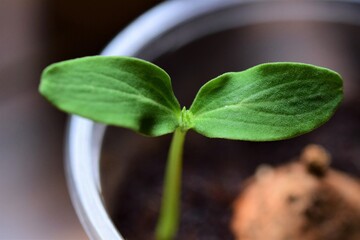 close up of a small cucumber seedling