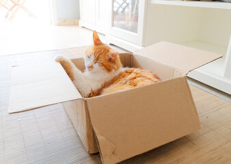 Cute ginger cat sleeping sweetly in brown cardboard box