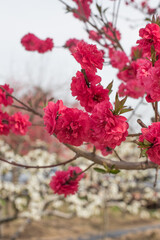 Peach flower blooming in the garden, closeup of photo.