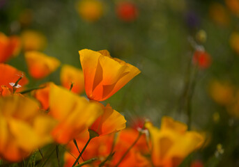 Flora of Gran Canaria -  Eschscholzia californica, the California poppy, introduced and invasive species natural macro floral background
