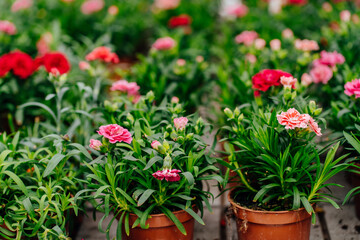 Beautiful red and pink carnation flower in a pots on the stall of spring floral market