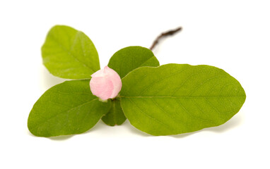 Horticulture of Gran Canaria - Flowers of quince, Cydonia oblonga,  isolated on white background
