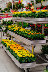 Assortment of blooming open space yellow flowers pots in modern greenhouse. Row of blooming plants indoors. Botanical garden, flower farming, horticultural industry.