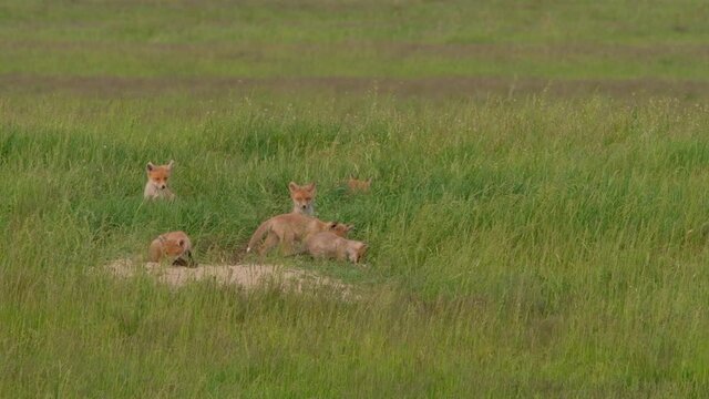 Little fox cubs play in the meadow