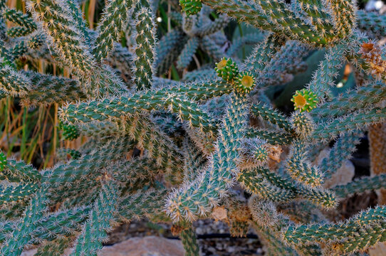 Close Up Of A Cactus Plant Opuntia Tunicata