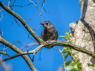Low angle shot of old world flycatcher perched on a tree branch with blue sky in the background