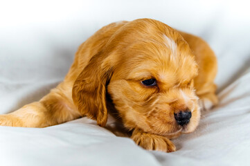 Naklejka na ściany i meble Closeup cocker spaniel puppy dog lies on a white cloth
