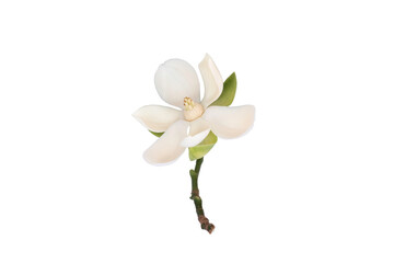 White magnolia flower (Magnolia grandiflora) on isolated white background, with clipping path. © suwanb
