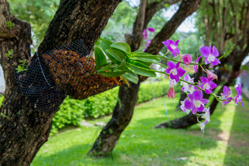 Orchid flower in the garden, beautiful nature background.