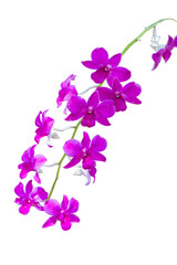 Fototapeta na wymiar Beautiful Orchid flower on white background, focus selective.