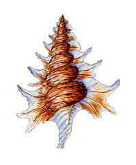 Watercolor illustration of a large beige blue seashell with beautiful teeth. Underwater world. Tropical shell. External skeleton of a mollusk type marzipan. Zolated on a white background. Design eleme