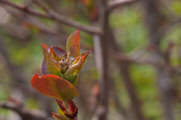 Aronia flower buds are opening