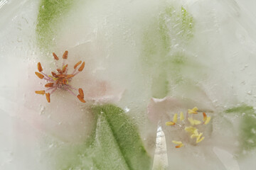 Quince flower frozen within a block of ice
