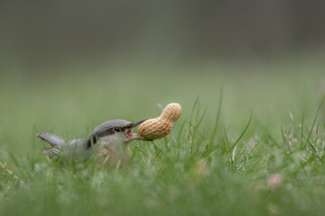 Kleiber mit Erdnuss im Gras