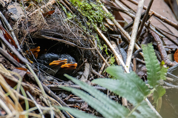 Hooded Pitta feeding baby with earth worm and ready to leave the mound nest in the next minute. Mother and babies bird.