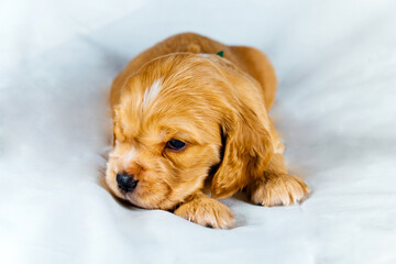 Closeup cocker spaniel puppy dog lies on a white cloth