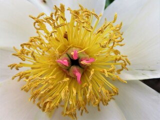 peony flower up close