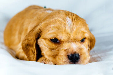 Closeup cocker spaniel puppy dog lies on a white cloth and look on you