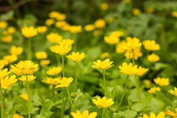 yellow flowers