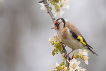 Stieglitz / Distelfink auf Kirschzweig