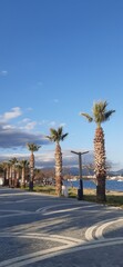 palm trees on the beach