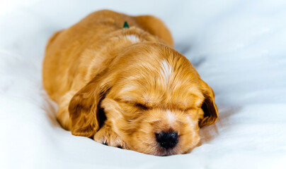 Closeup cocker spaniel puppy dog sleeps on a white cloth