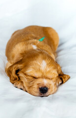 Closeup cocker spaniel puppy dog sleeps on a white cloth