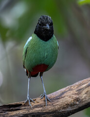 Nature Wildlife image of Borneo Hooded Pitta (Pitta sordida mulleri) on Rainforest jungle
