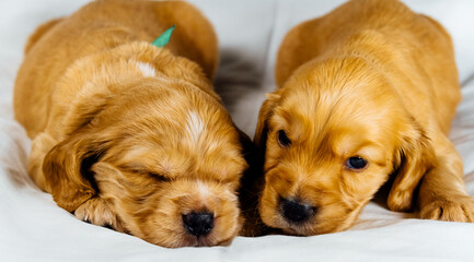 Closeup two cocker spaniel puppies dog lays on a white cloth, one of them sleeps
