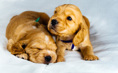 Close up two cocker spaniel puppies dog lays, one of them sleeps