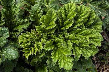 green leaves background