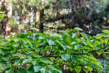 秩父ミューズパークに自生するミヤマガマズミ