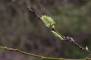 buds of willow