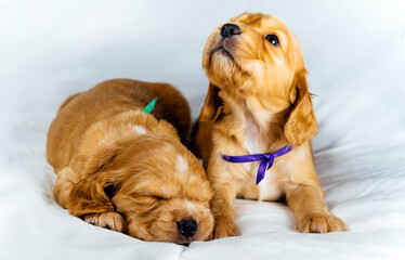 Close up two cocker spaniel puppies dog lays, one of them sleeps