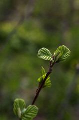 leaves on a tree