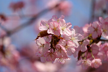 Pink sakura flowers on a branch at sunny day. Cherry blossom in spring garden on blue sky background