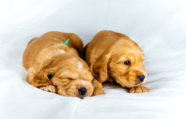 Closeup two cocker spaniel puppies dog lays on a white cloth, one of them sleeps