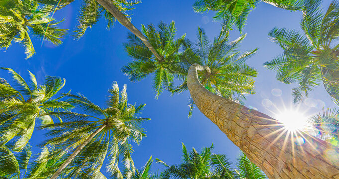 Gorgeous tropical nature. Wide angle panoramic landscape, low point of view of palm tree leaves with stunning sun rays. Sunny exotic coconut palm tree trunk branches, green blue colors. Nature beach